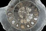 Polished Ammonite (Dactylioceras) Half - England #103793-1